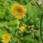 Sonchus oleraceus Fula