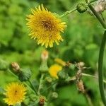 Sonchus oleraceus Fiore