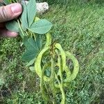 Thermopsis rhombifolia Fruto