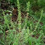 Lepidium bonariense Habit