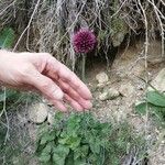 Allium sphaerocephalon Cvet