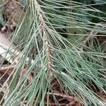 Pinus nigra Blad