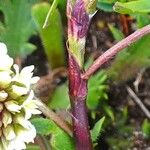 Trifolium occidentale Bark