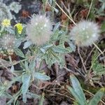 Trifolium arvense ഇല