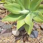 Agave attenuata Лист