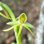 Habenaria tridactylites Λουλούδι