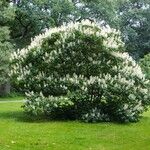 Aesculus parviflora Flor