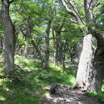 Nothofagus pumilio Habitat