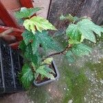 Begonia aconitifolia Blad