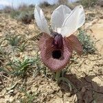 Iris iberica Yeri