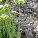 Sedum sediforme Habit