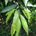 Erythroxylum macrophyllum Leaf