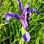 Iris spuria Цвят