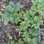 Hydrastis canadensis Leaf