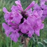 Betonica macrantha Flower