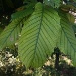 Quercus lamellosa Leaf