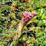 Sempervivum montanumBlomst