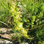 Pedicularis ascendens Flower