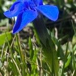 Gentiana brachyphylla Kukka