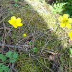 Ranunculus occidentalis Flower