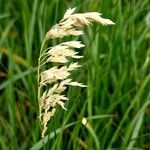 Poa pratensis Fruit