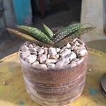 Aloe macrocarpa Blatt