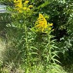 Solidago altissima 形態