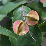 Combretum celastroides Frucht