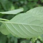 Ocimum campechianum Leaf