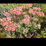 Cotyledon orbiculataFlower