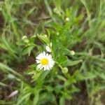 Erigeron strigosus Blüte