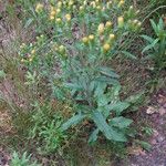 Inula conyza Mosusu