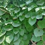 Tinospora cordifolia Leht