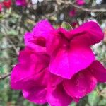 Bougainvillea glabra Квітка