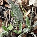 Achillea tomentosa पत्ता