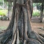 Ficus thonningii Bark