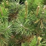 Pinus mugo Elinympäristö