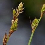 Carex brunnescens 果