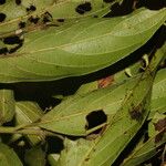 Nectandra membranacea Feuille