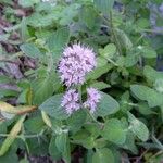 Mentha aquaticaFlower