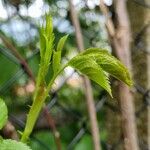 Rosa multiflora Máis