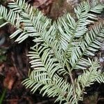 Acmopyle pancheri অভ্যাস