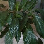 Spathiphyllum floribundumLeaf