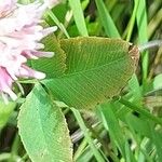 Trifolium hybridum পাতা