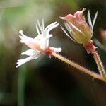 Saxifraga hirsuta Flower