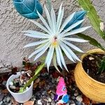 Epiphyllum hookeri Flower