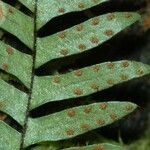Ctenopterella lasiostipes Leaf