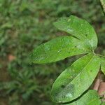 Esenbeckia pentaphylla Blad