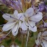 Phacelia tanacetifolia Λουλούδι