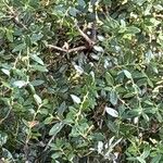 Quercus chrysolepis Yaprak